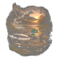 Ducks