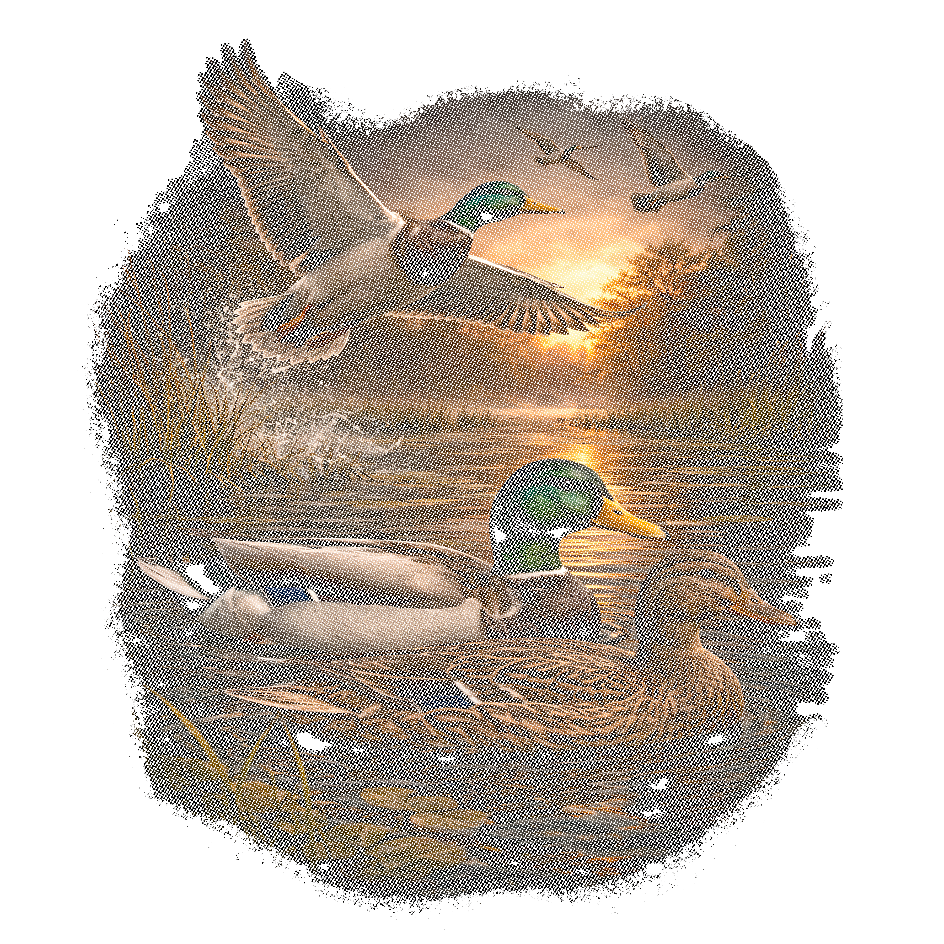 Ducks